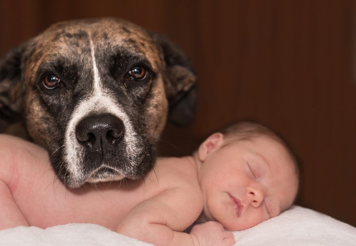 Chien et b�b� : bien pr�parer la rencontre